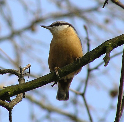 Kleiber, Sitta europaea